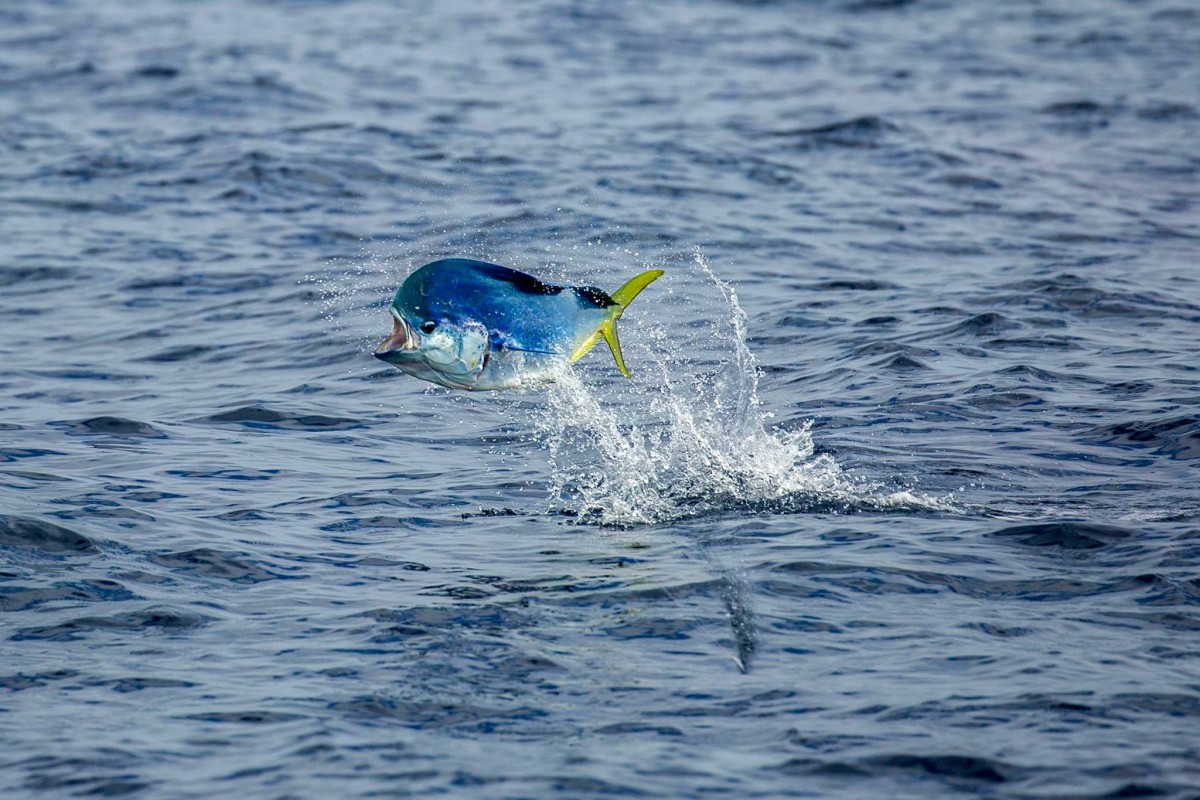 Mahimahi