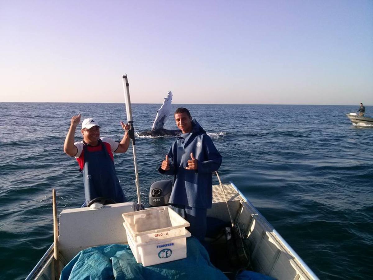 Humpback whale gives a series of waves and a "thumbs up" to its rescuers off Sao Paulo, Brazil. Photo: Cicinho Barbosa