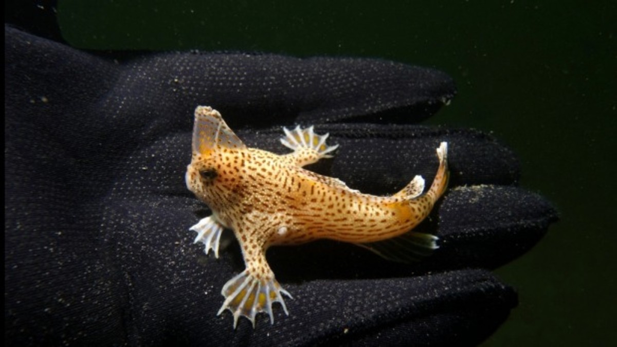 Photo Tim Lynch CSIRO