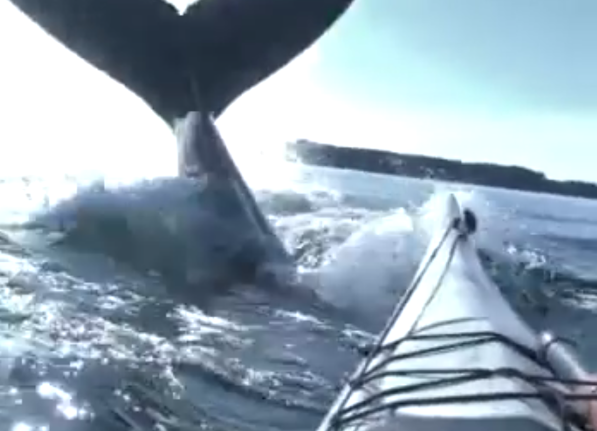 whale video humpback kayak.