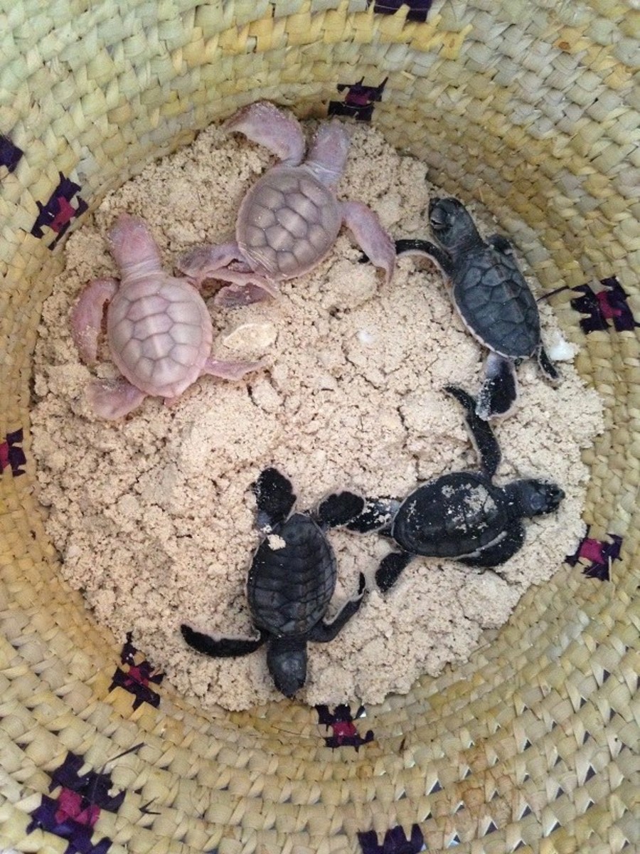 The albino green sea turtles surprised researchers on Vamizi Island. Photo: Joana Trindade