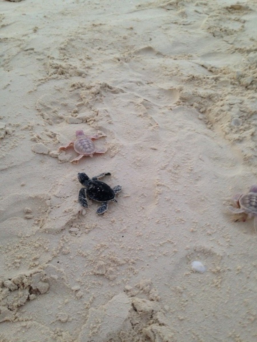 If they can survive the first few days of their journey at sea, the albino green sea turtles have a good chance at making it to adulthood. Photo: Joana Trindade