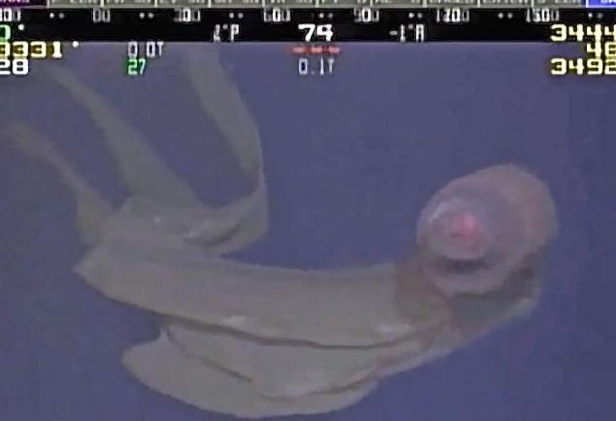A bizarre and rarely seen deep-sea jellyfish known as a Stygiomedusa gigantea was captured in video at 3,330 feet.