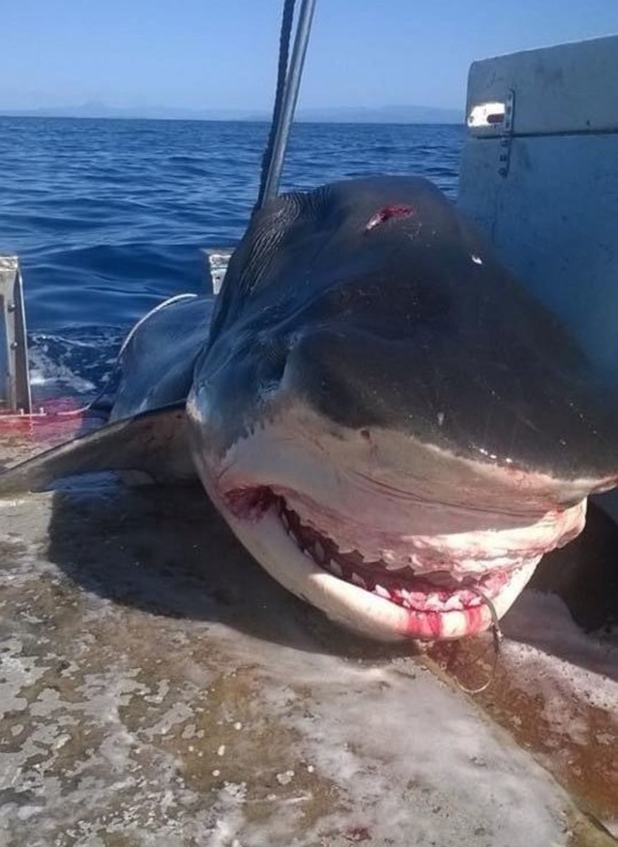 A massive tiger shark was likely caught by a commercial fisherman on a drum line. Photo: Handout