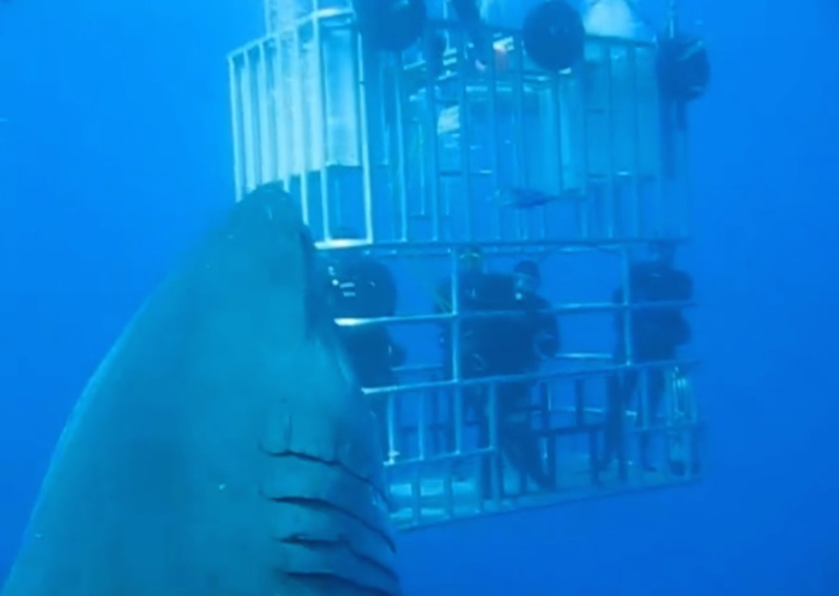 Greatwhite