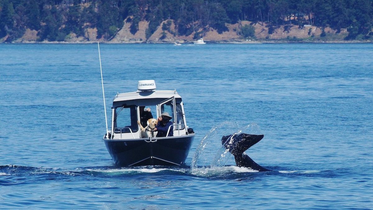 orca