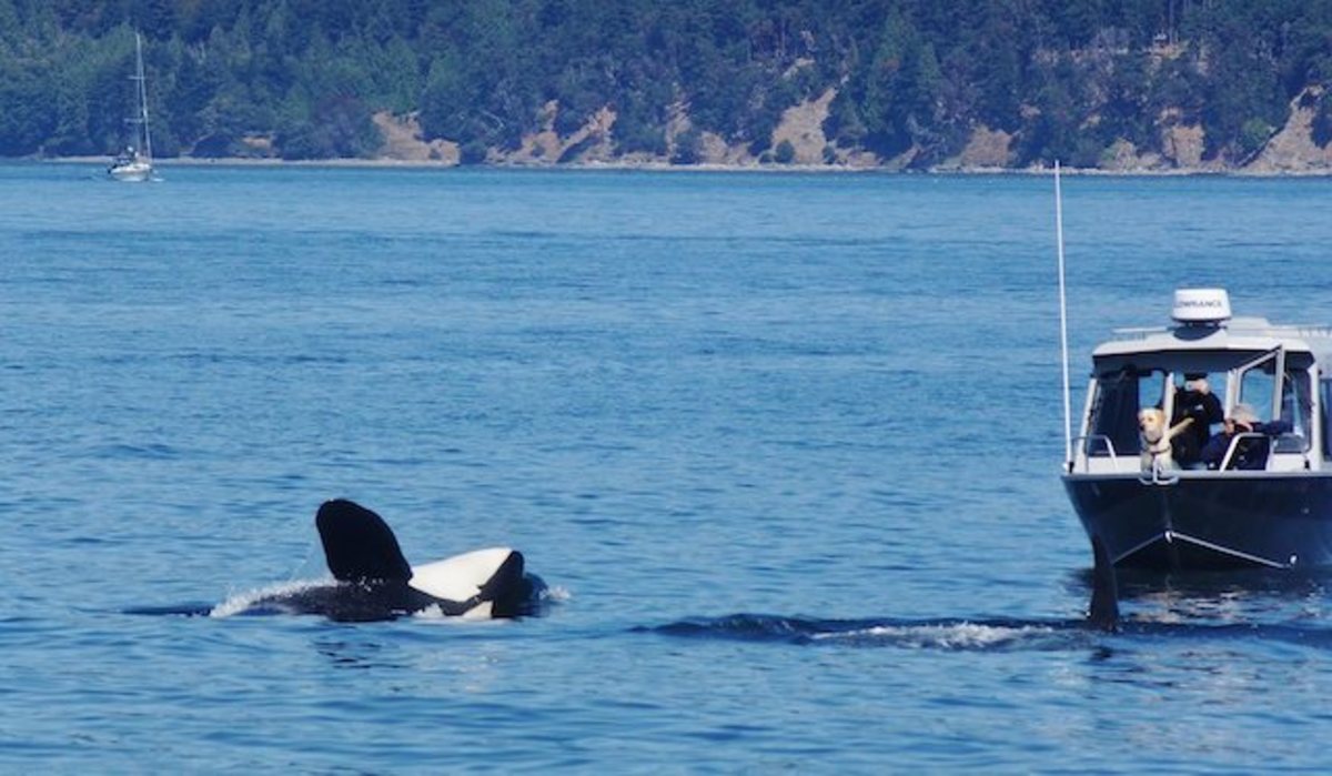 orca2