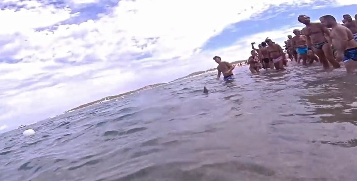 Video screenshot shows swimmers coming to the rescue of a trapped shark.