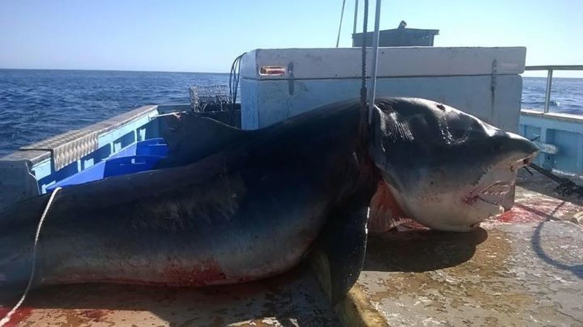 A massive tiger shark was likely caught by a commercial fisherman on a drum line. Photo: Handout