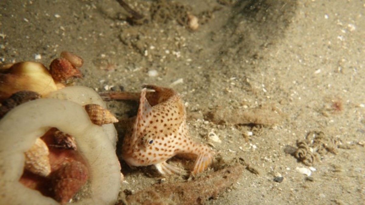 Only 79 walking fish were counted in an exhaustive survey. Photo: Tim Lynch/CSIRO