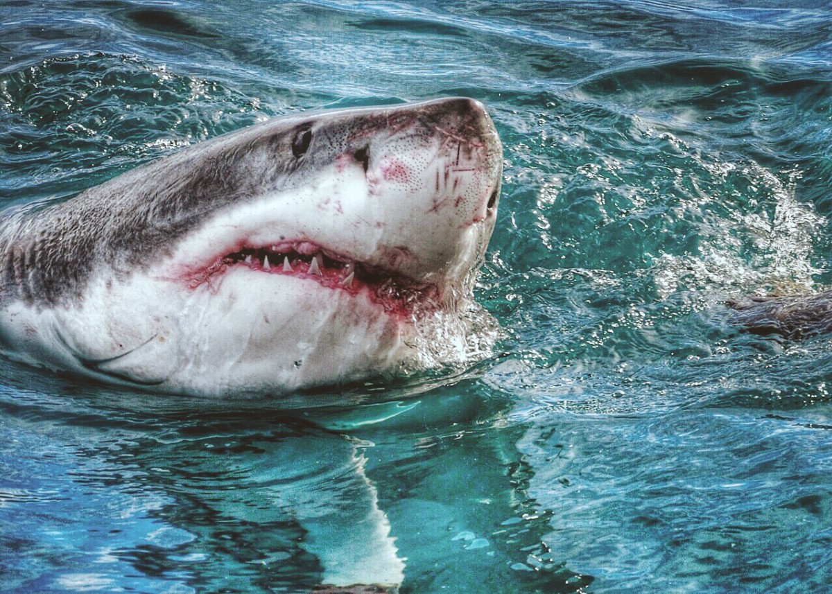 Shark attack surfsafe shark repellant