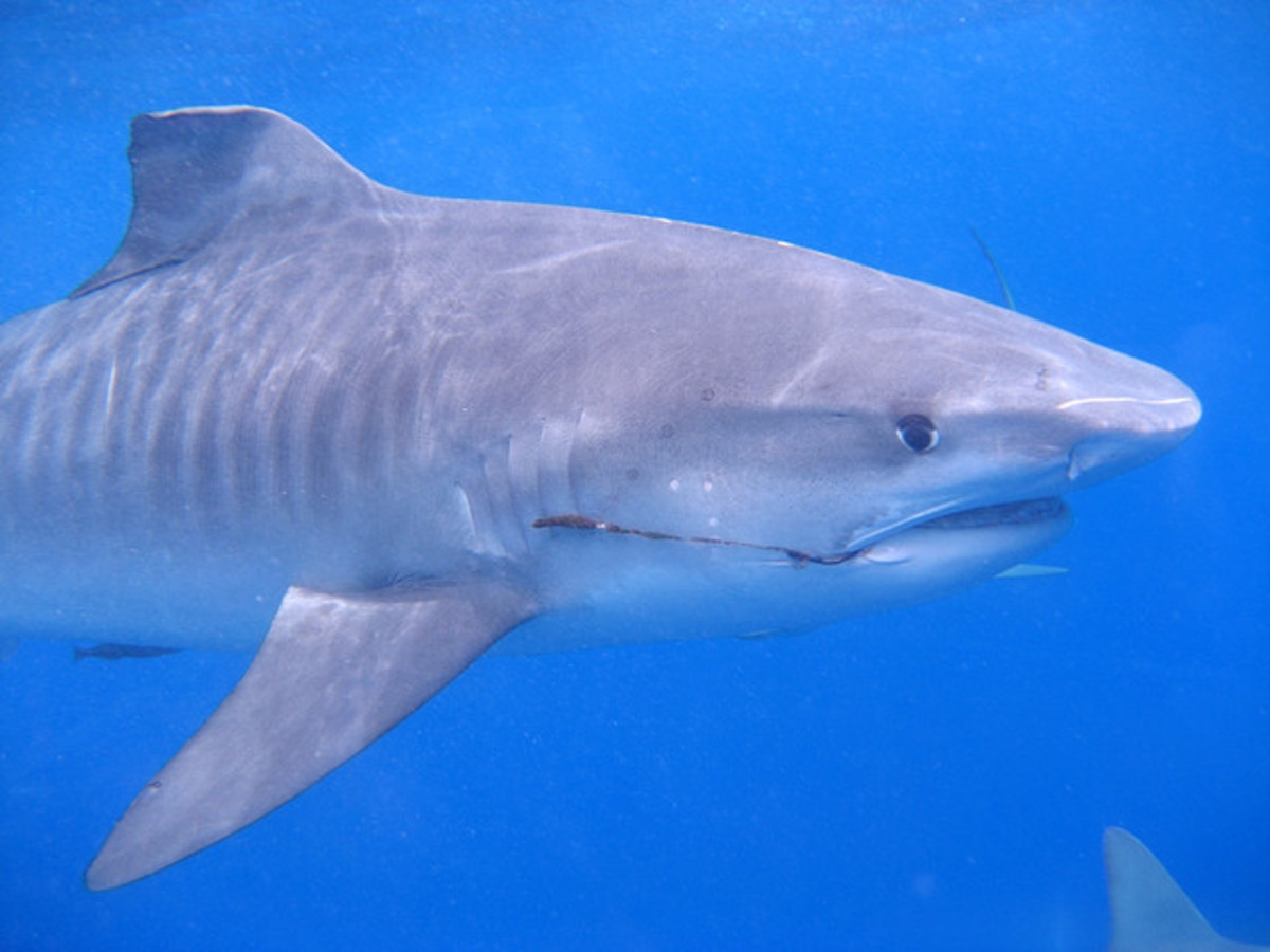Braxton Rocha tiger shark attack in Hawaii