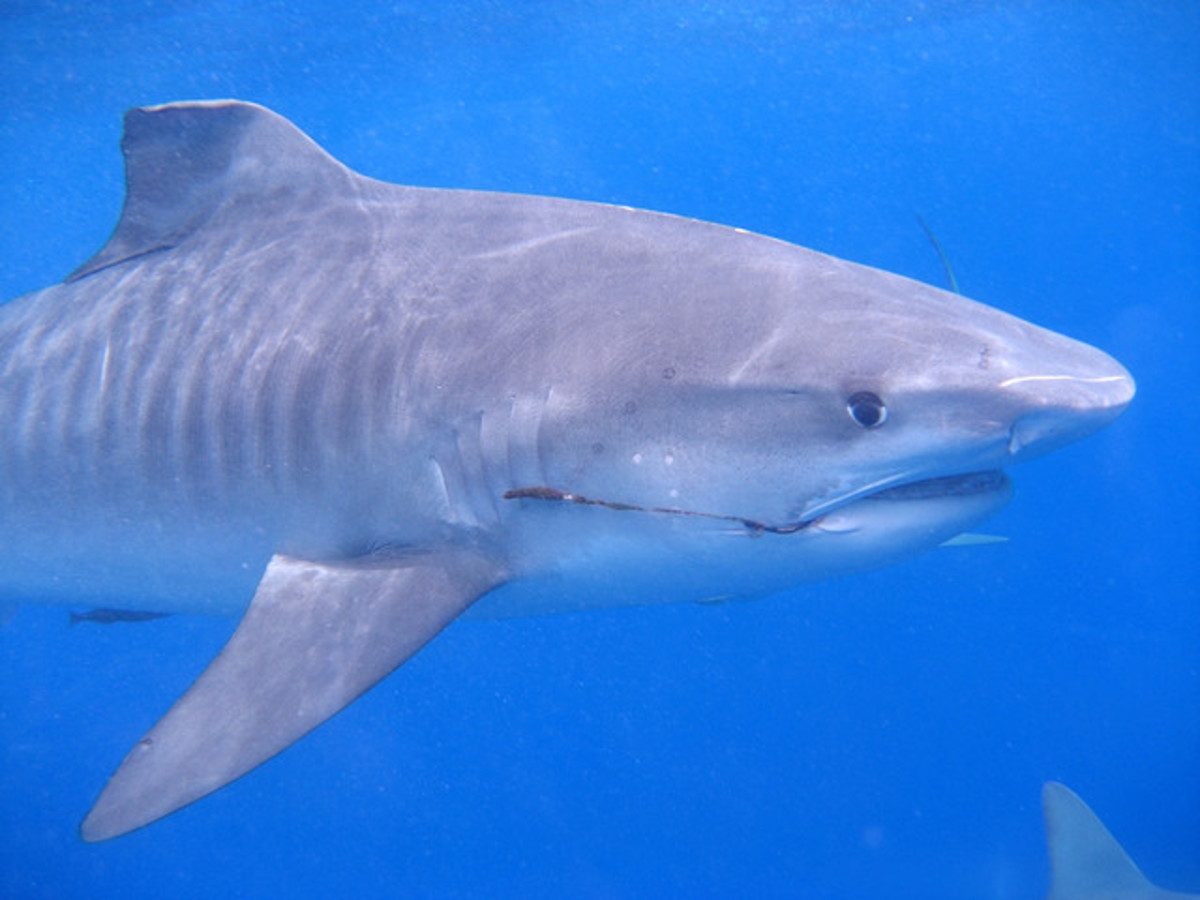 John Braxton tiger shark attack in Hawaii