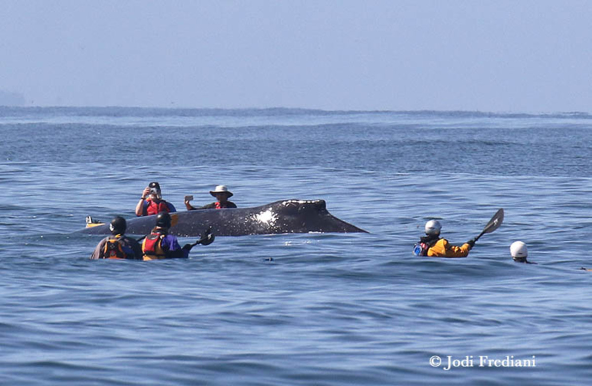 Whale watching