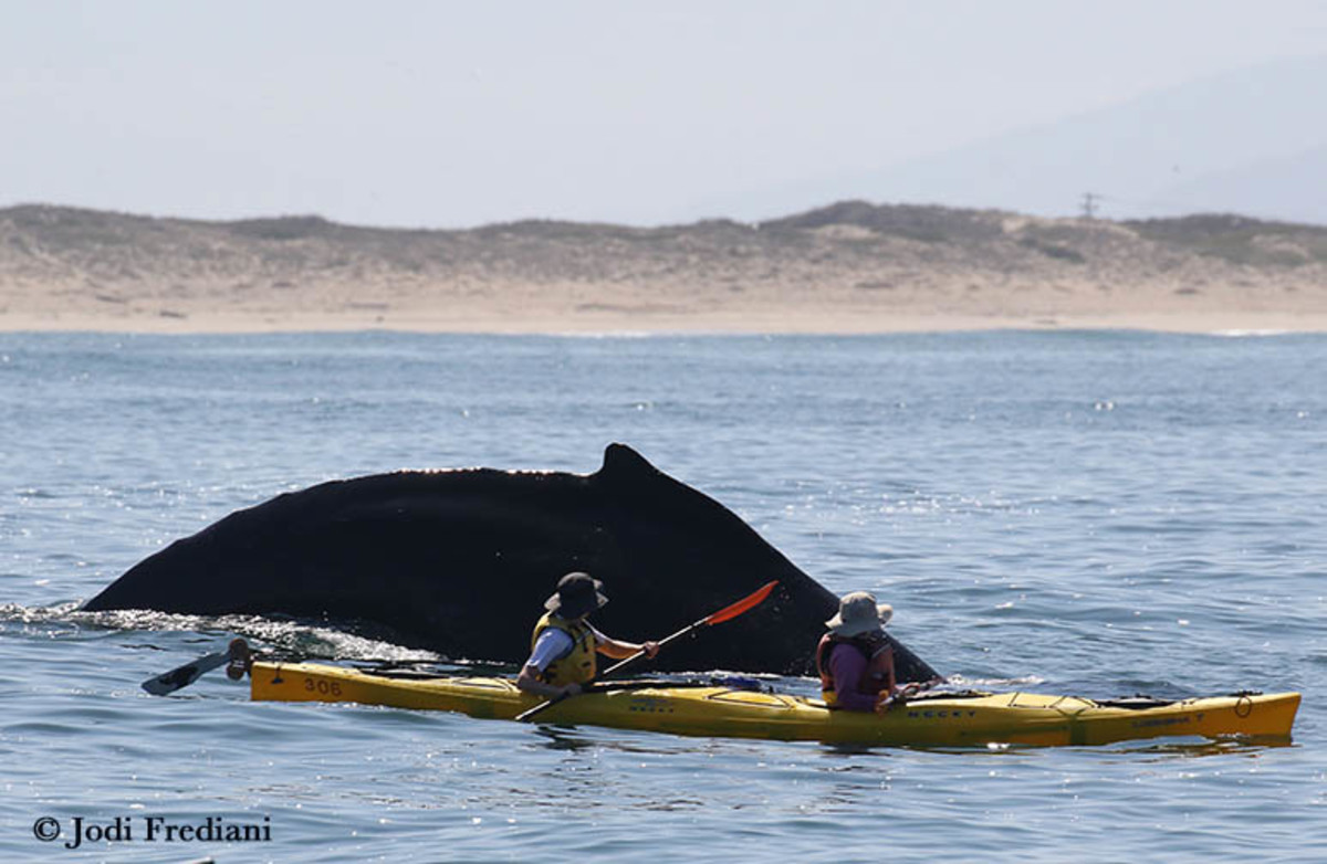 Whale watching