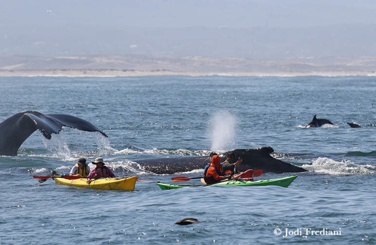 Whale watching