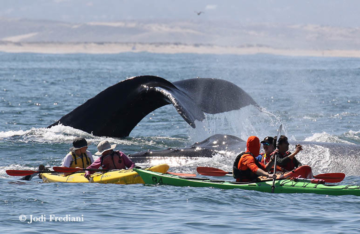 Whale watching