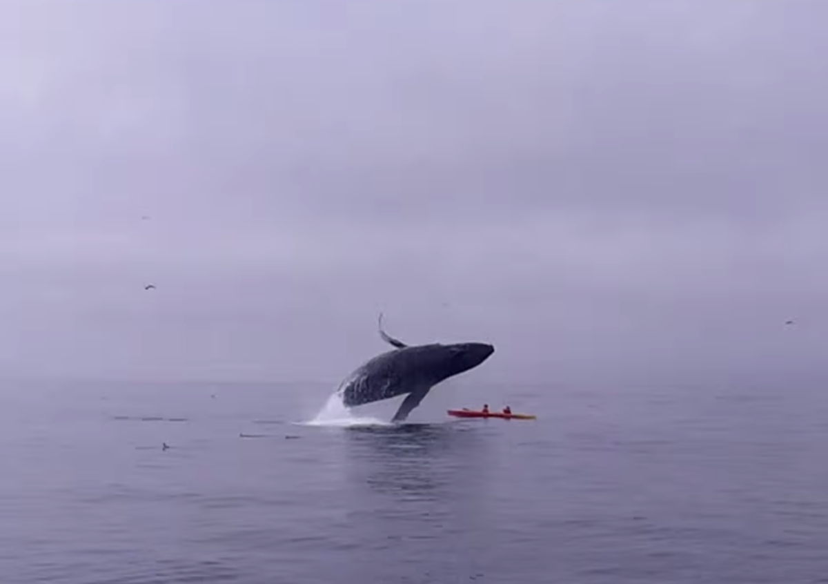 Humpback whale breaches onto kayakers in Monterey Bay