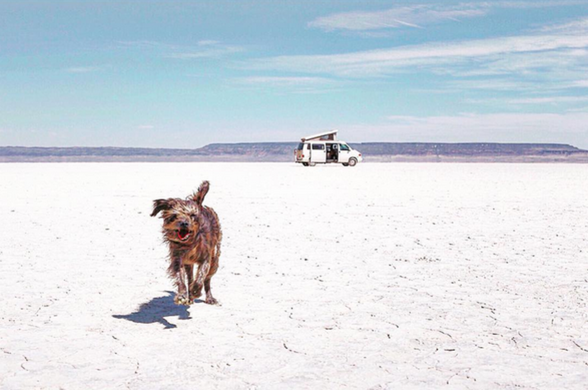 #Vanlife is the good life (at least it is for Max the rescue dog). Photo: @AlisonTravels