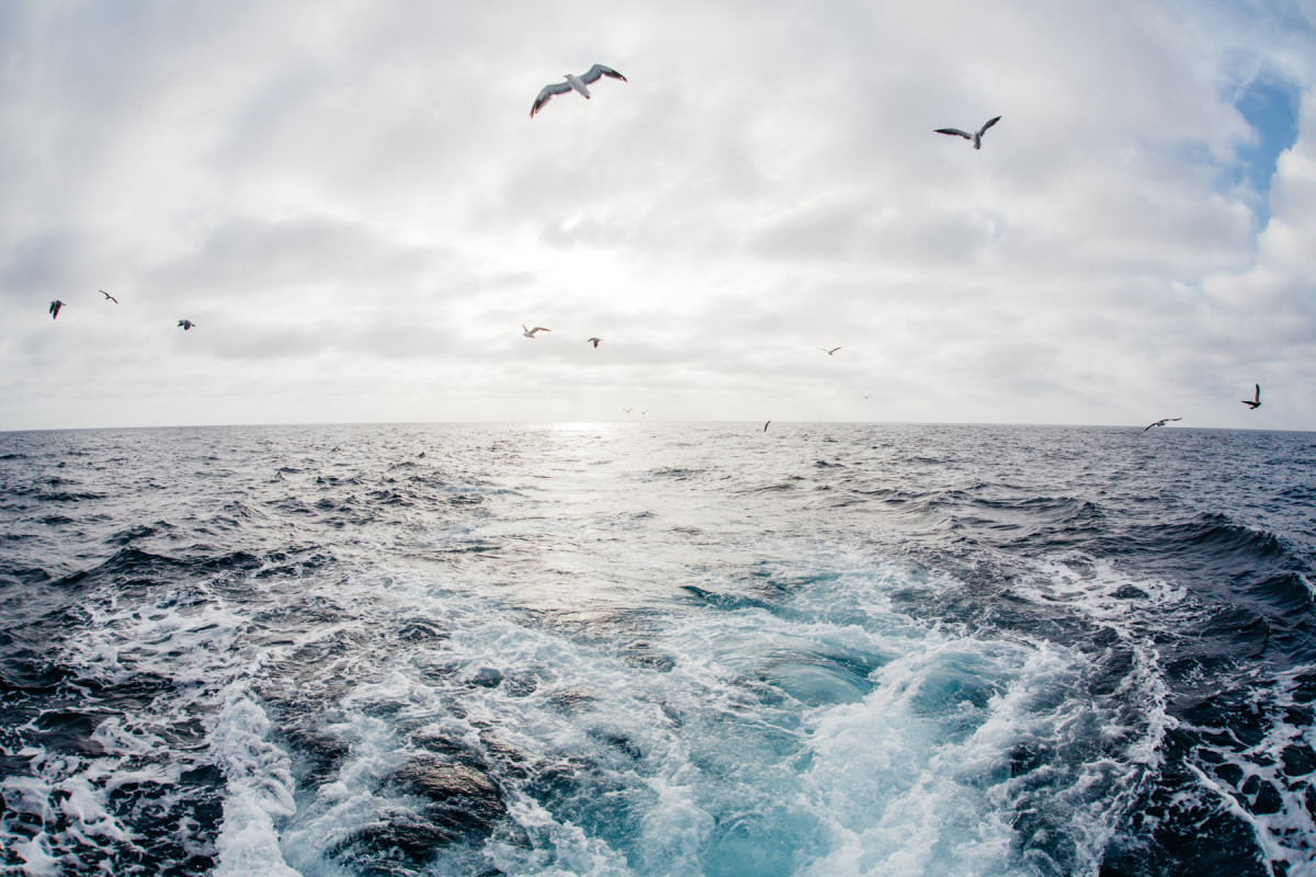 Deep sea fishing charter