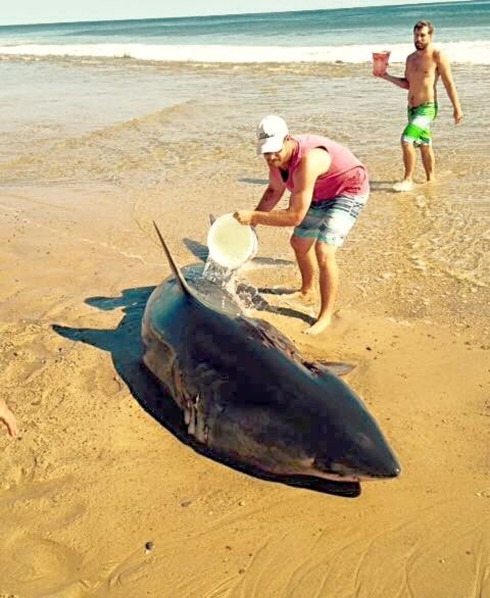 Earliest stage of the rescue effort to save a beached great white shark. Photo: Wellfleet Police Department