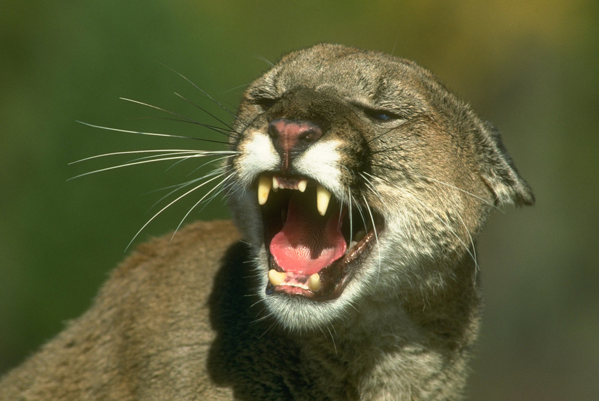 An ultra-marathoner on a training run fends off two cougars in the woods of Canada. Generic photo: California Department of Fish and Wildlife