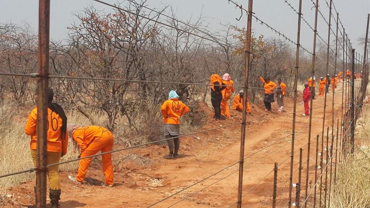 Dressed in bright orange, beaters chase animals toward the hunters in a driven hunt. Photo: Wild Heart Wildlife Foundation