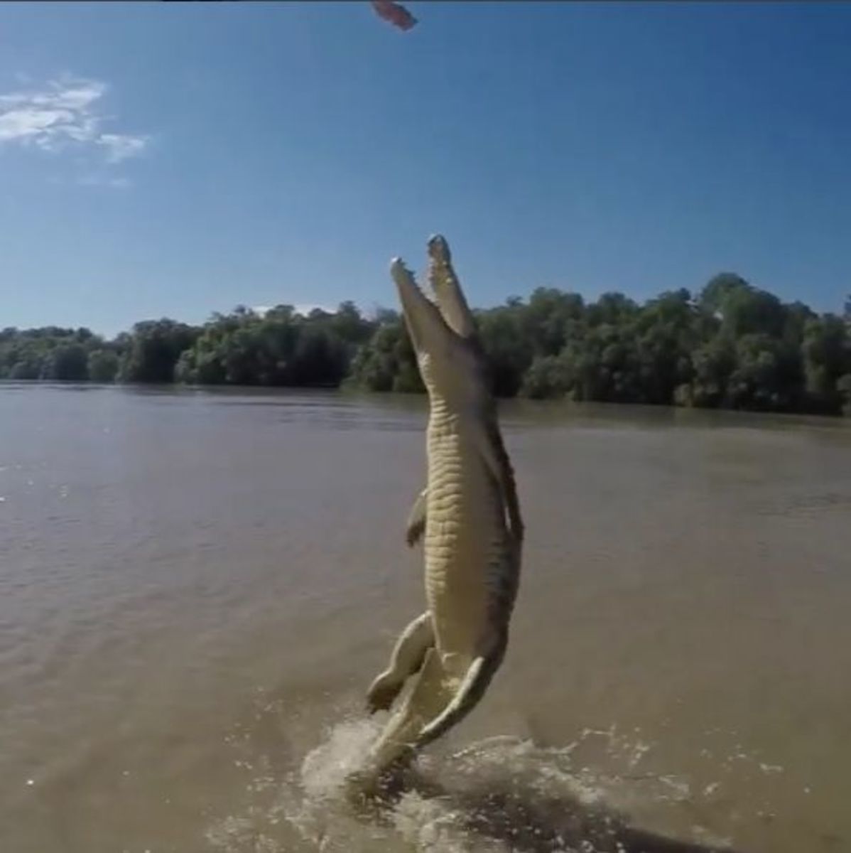 Crocodile 2
