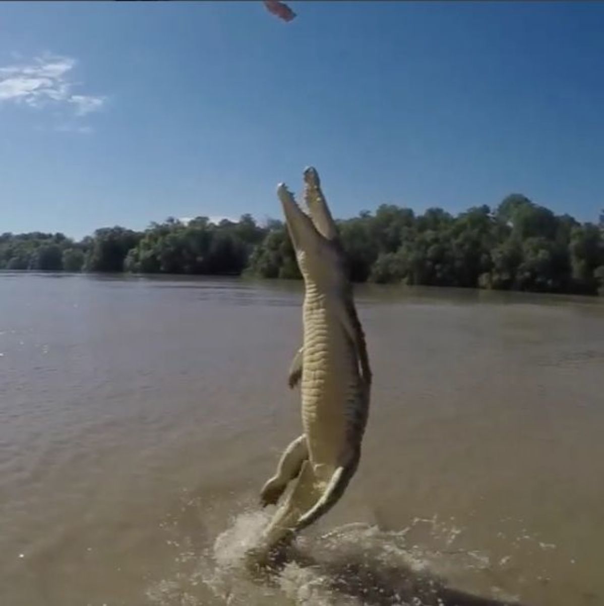 Crocodile launches completely out of the water, using its powerful tale. Photo: Trevor Frost, screen grab