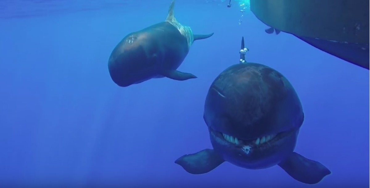 falsekillerwhale