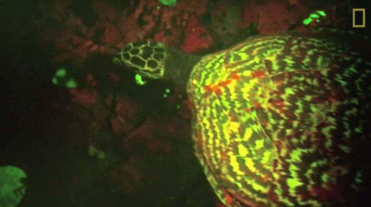 Glowing turtle
