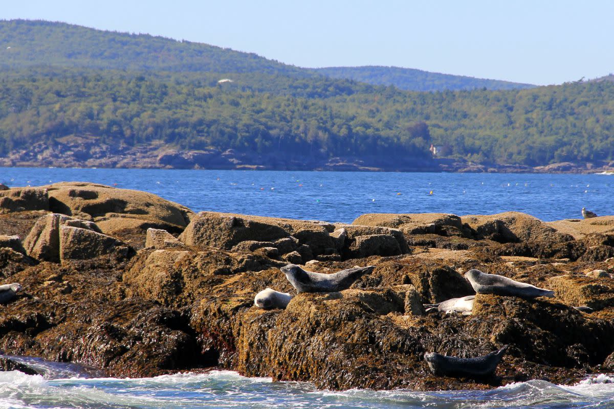 Hop on a Bar Harbor Whale Watching Co. tour for a close-up look at lounging Grey seals. Photo: Johnie Gall. 