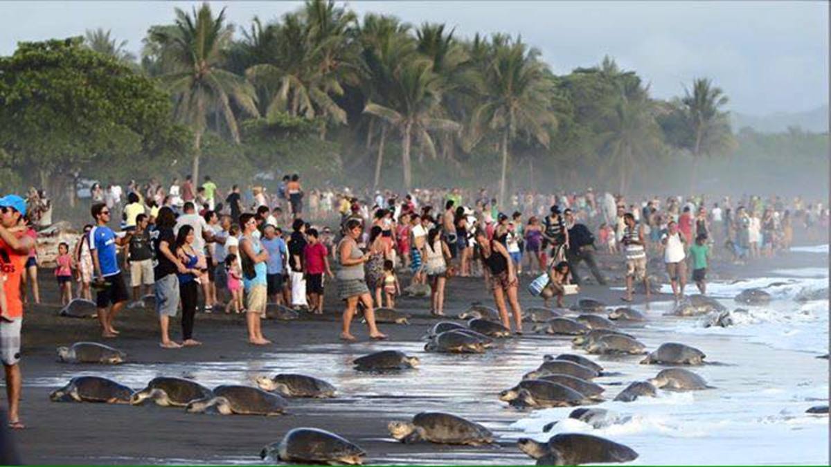 Hundreds of thousands of olive ridley sea turtles arrive each year at Ostional Wildlife Refuge. Photo: Environment Ministry's Workers Union (SITRAMINAE)