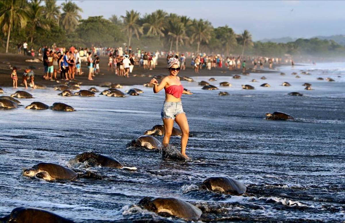 Tourists behave badly, disrupting the nesting of olive ridley sea turtles. Photo: Environment Ministry's Workers Union (SITRAMINAE)
