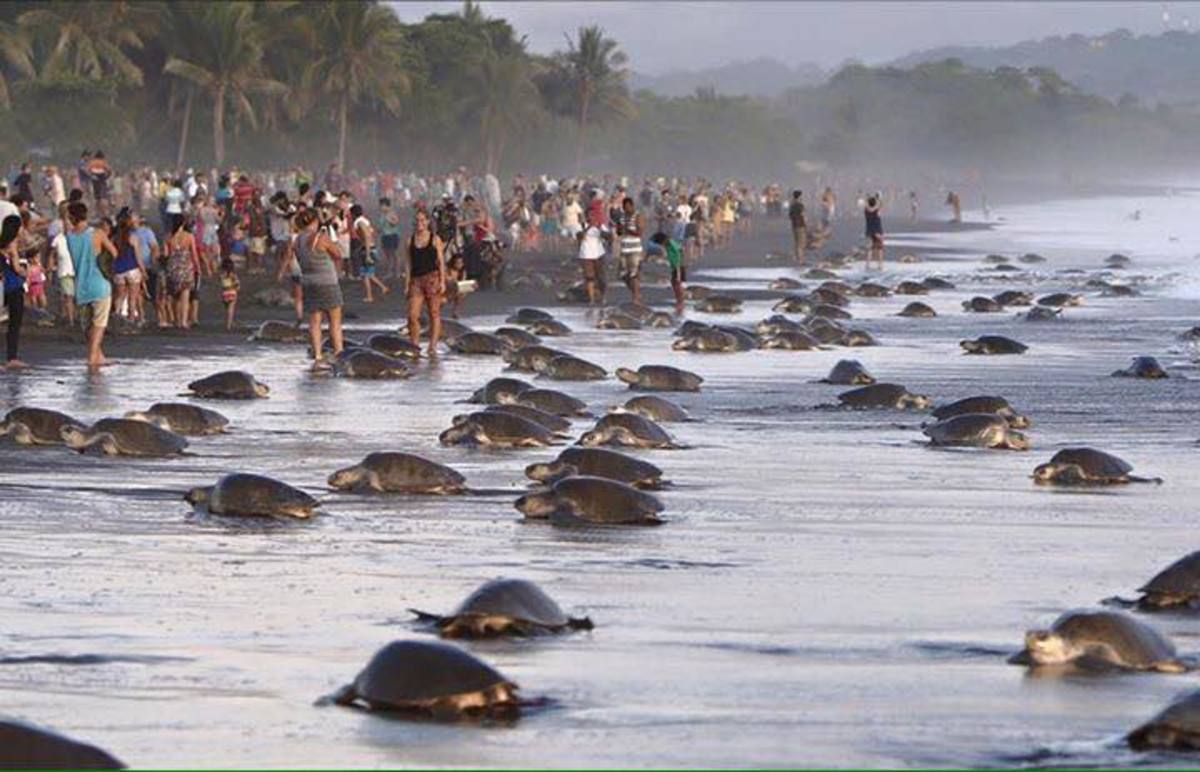 Tourists overran the beach at Ostional Wildlife Refuge, disrupting the olive ridley sea turtles. Photo: Environment Ministry's Workers Union (SITRAMINAE)