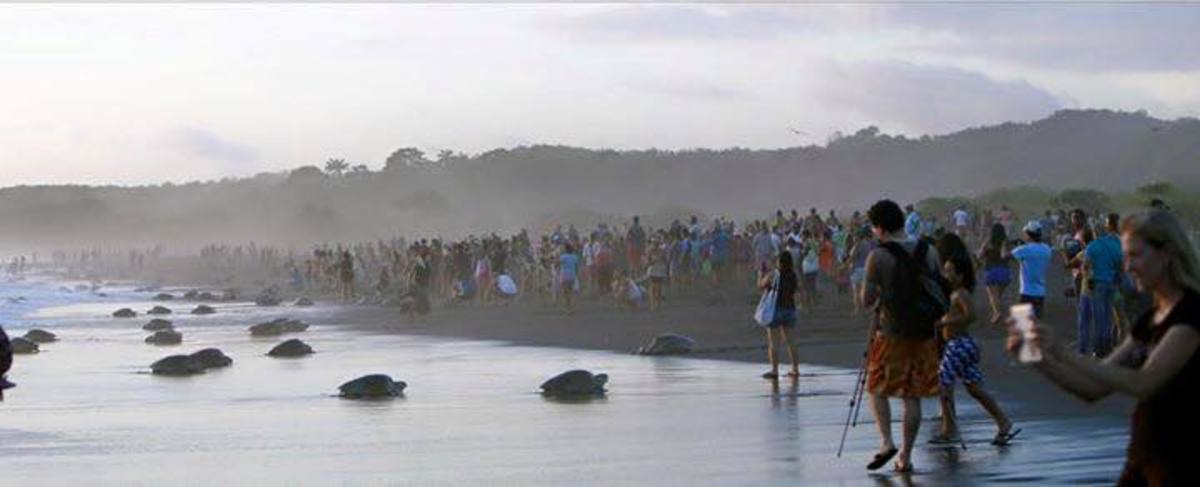 Measures are already being taken to prevent future disruptions of the olive ridley sea turtles. Photo: Environment Ministry's Workers Union (SITRAMINAE)