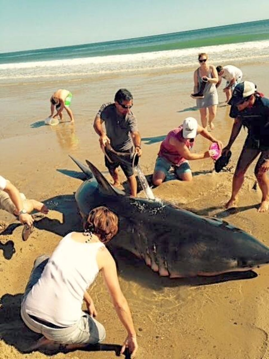 People start digging a pool and a trench for the great white shark. Photo: Wellfleet Police Department