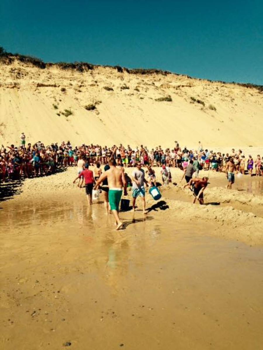 About 100 people participated in the rescue effort of a beached great white shark. Photo: Wellfleet Police Department