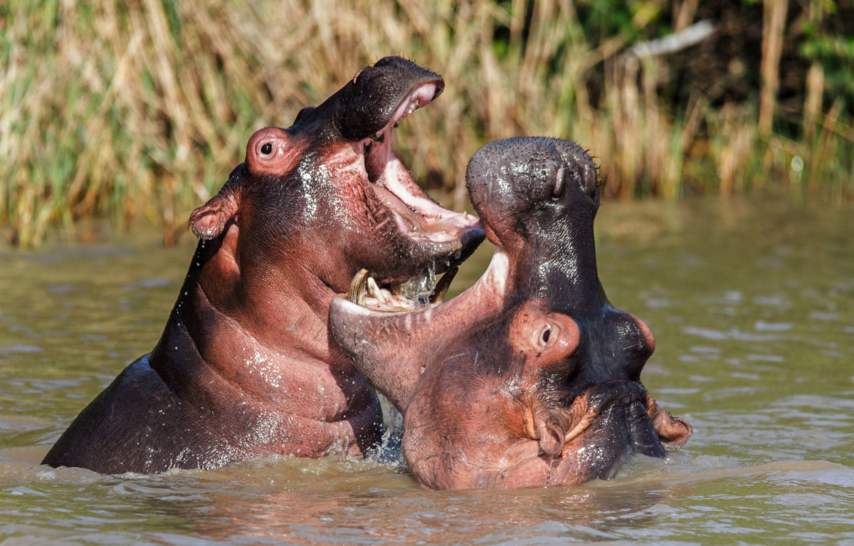 A mother hippo comes to the rescue of a baby hippo, fighting off a dominant male hippo.