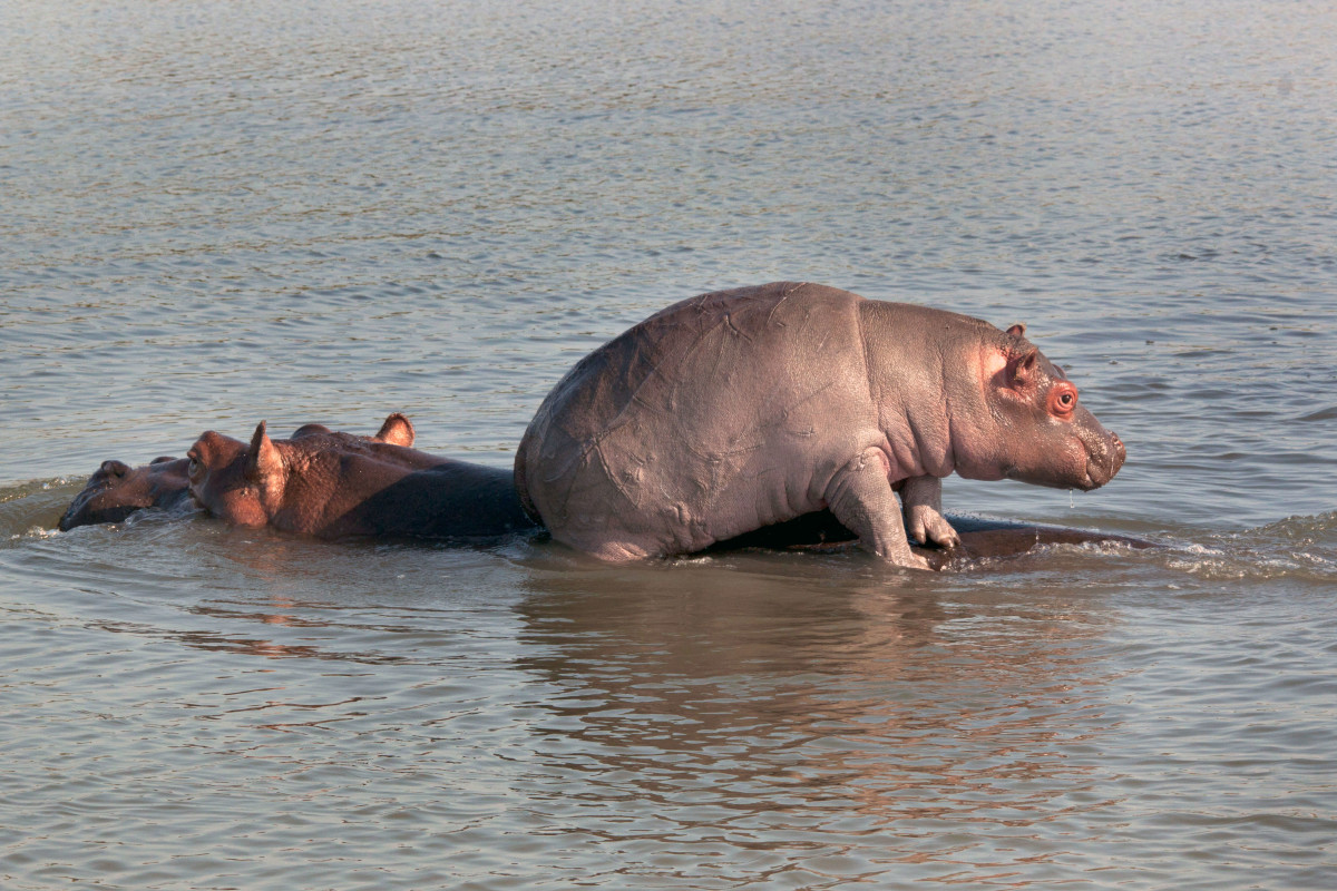 A baby hippo hitches a ride on its mother's back to escape with its life after another hippo attacked. Photo: Stacey Farrell/Caters News