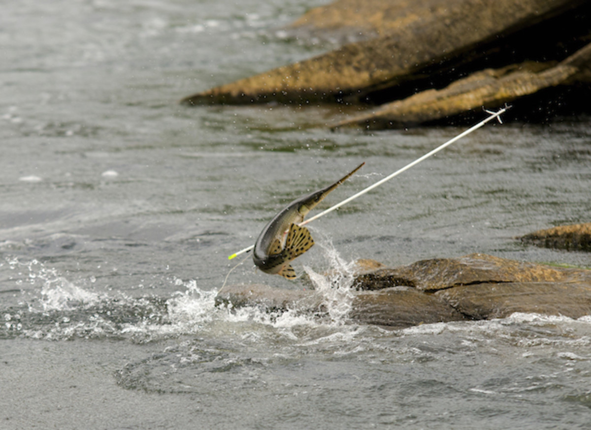 Stuck! A gar goes airborne when Ethan's arrow finds its mark. Photo by Chris Funk.