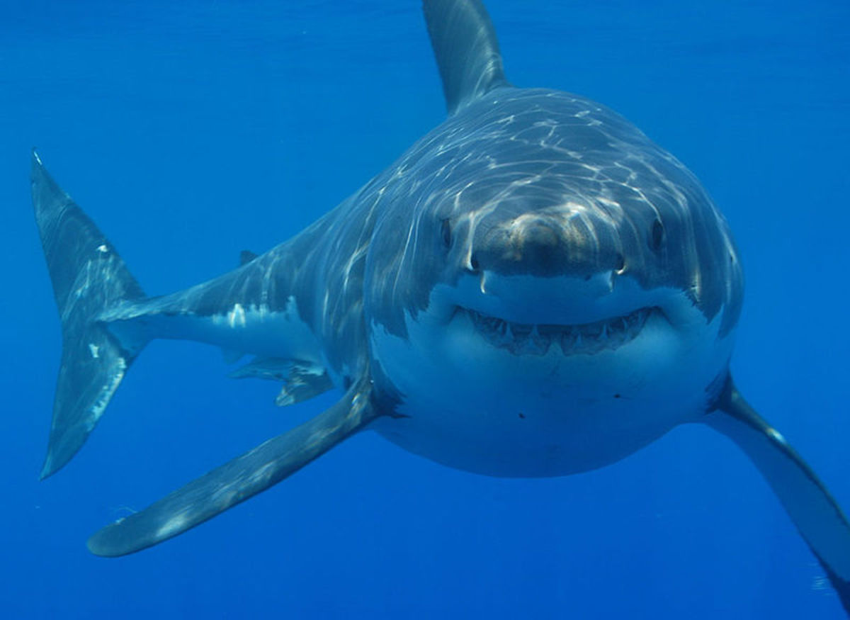New South Wales in Australia has launched an unprecedented $16 million shark strategy to keep beaches safe from sharks.