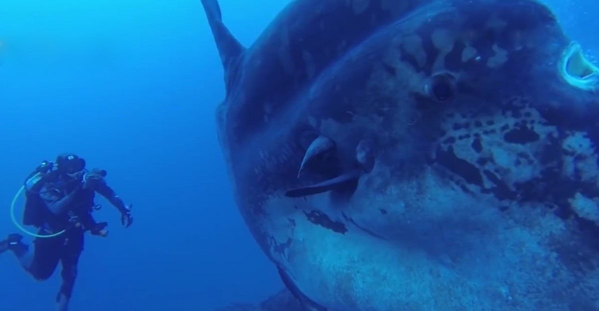 Mola