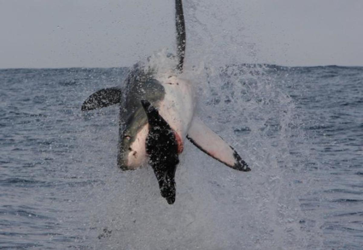 Morne Hardenberg_Breaching_2 FULL_0