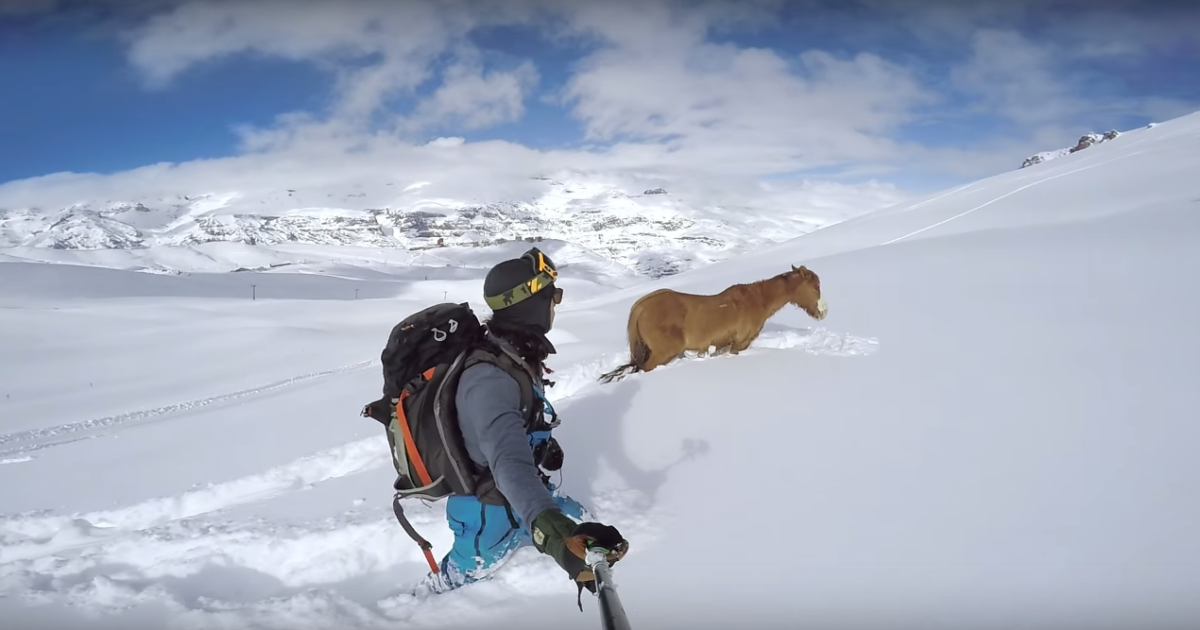 Chile horse rescue gopro