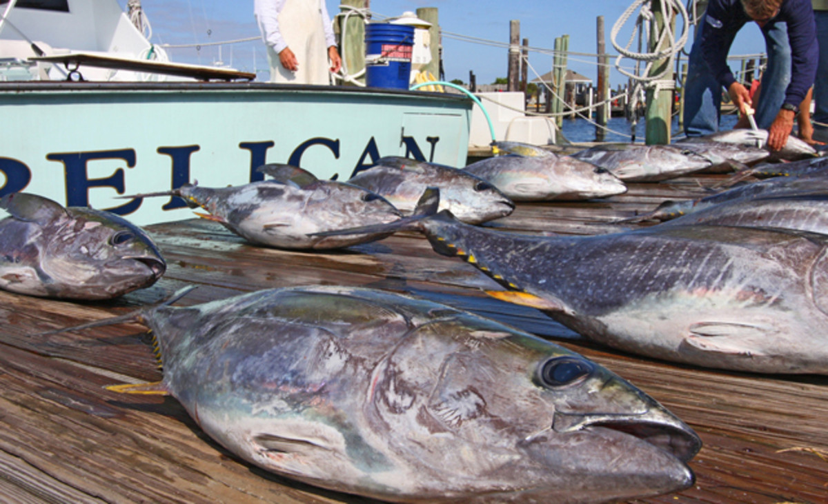 From inshore to offshore, the Outer Banks are seriously exciting waters to fish. Back from the tuna hunt. Flickr/Outer Banks
