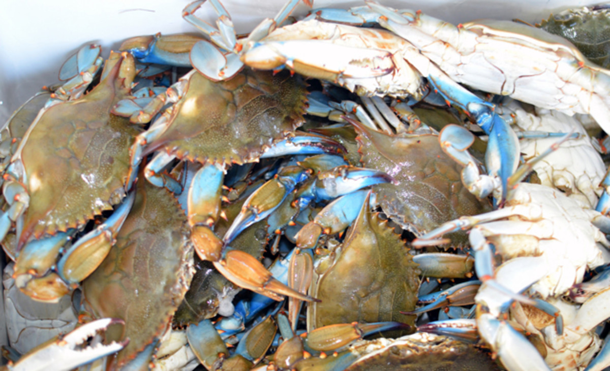 Shellfish are plentiful and amazing on the Outer Banks. Flickr/Siyawl 