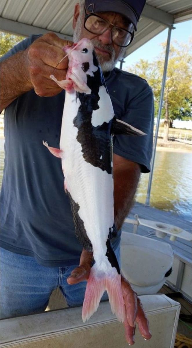 Oklahoma fisherman posts photos on public group on Facebook asking if anybody could identify the catfish that looks like a cow.