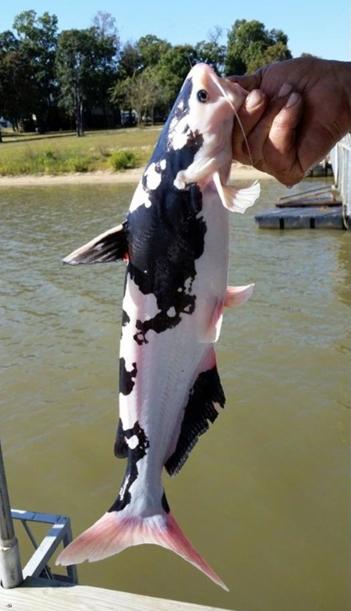 The catfish that looks like a cow caught in Oklahoma is a piebald.