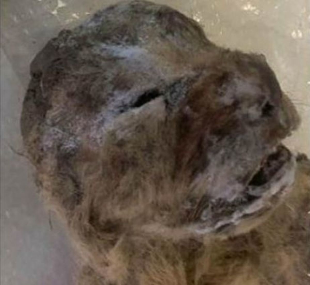 The never-seen-before face of a cave lion. Two cubs found in Siberia are the best-preserved cave lions ever unearthed.
